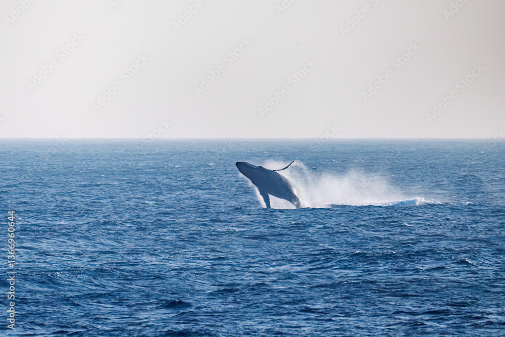 Fototapeta premium ブリーチング（ジャンプ）をしている。 陸から見えたザトウクジラ（ナガスクジラ科）の群れが泳ぐ様子。 英名学名：Humpback Whale, Megaptera novaeangliae 真新しい溶岩でできた荒々しい海岸線の底土港外。 東京都伊豆諸島八丈島-2025年 