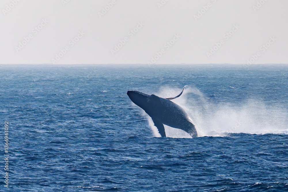 Fototapeta premium ブリーチング（ジャンプ）をしている。 陸から見えたザトウクジラ（ナガスクジラ科）の群れが泳ぐ様子。 英名学名：Humpback Whale, Megaptera novaeangliae 真新しい溶岩でできた荒々しい海岸線の底土港外。 東京都伊豆諸島八丈島-2025年 