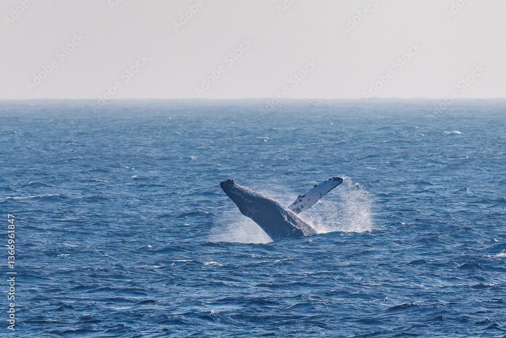 Fototapeta premium ブリーチング(ジャンプ)をしている。 陸から見えたザトウクジラ(ナガスクジラ科)の群れが泳ぐ様子。 英名学名:Humpback Whale, Megaptera novaeangliae 真新しい溶岩でできた荒々しい海岸線の底土港外。 東京都伊豆諸島八丈島-2025年