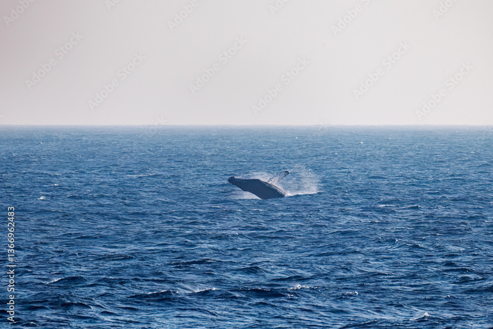 Naklejka premium ブリーチング（ジャンプ）をしている。 陸から見えたザトウクジラ（ナガスクジラ科）の群れが泳ぐ様子。 英名学名：Humpback Whale, Megaptera novaeangliae 真新しい溶岩でできた荒々しい海岸線の底土港外。 東京都伊豆諸島八丈島-2025年 