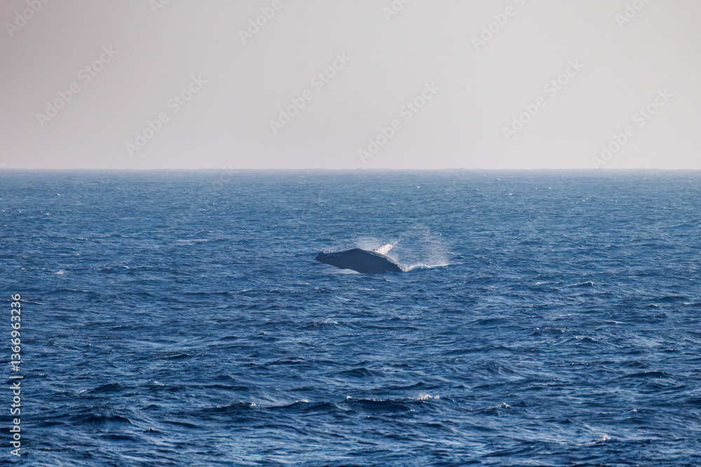 Fototapeta premium ブリーチング（ジャンプ）をしている。 陸から見えたザトウクジラ（ナガスクジラ科）の群れが泳ぐ様子。 英名学名：Humpback Whale, Megaptera novaeangliae 真新しい溶岩でできた荒々しい海岸線の底土港外。 東京都伊豆諸島八丈島-2025年 
