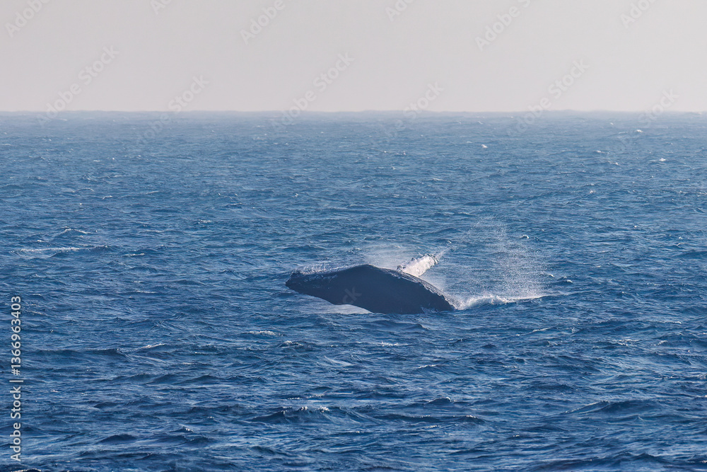 Obraz premium ブリーチング（ジャンプ）をしている。 陸から見えたザトウクジラ（ナガスクジラ科）の群れが泳ぐ様子。 英名学名：Humpback Whale, Megaptera novaeangliae 真新しい溶岩でできた荒々しい海岸線の底土港外。 東京都伊豆諸島八丈島-2025年 