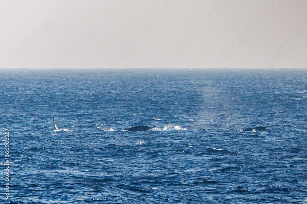 Fototapeta premium ヒートラン（クジラの群れが固まって激しく泳ぐ）、フルークダウン（潜水するために尻尾を海面に出している）している。 ペダンクルアーチ（海面に背中を出す）をしている。 陸から見えたザトウクジラ（ナガスクジラ科）の群れが泳ぐ様子。 英名学名：Humpback Whale, Megaptera novaeangliae 真新しい溶岩でできた荒々しい海岸線の底土港外。 東京都伊豆諸島八丈島-2025年 