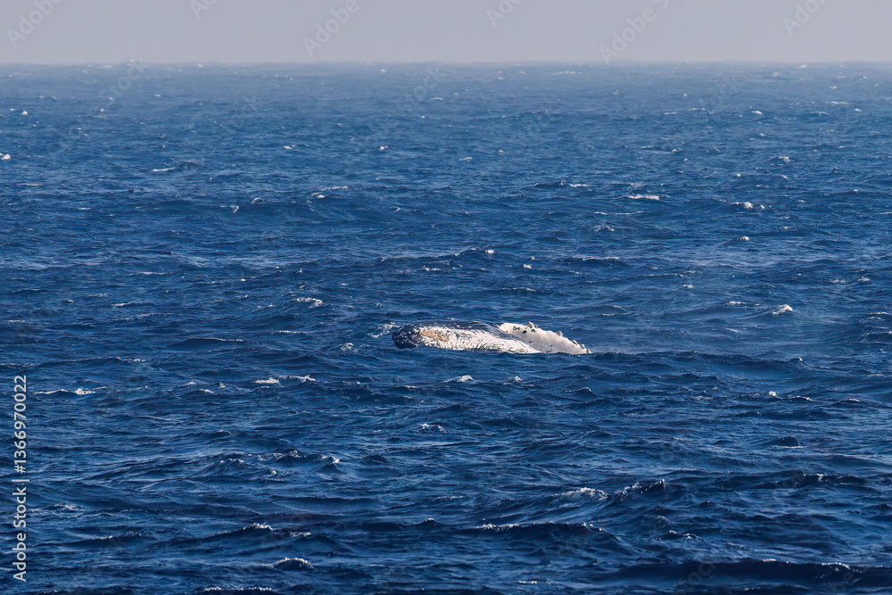 Fototapeta premium ブリーチング(ジャンプ)をしている。 陸から見えたザトウクジラ(ナガスクジラ科)の群れが泳ぐ様子。 英名学名:Humpback Whale, Megaptera novaeangliae 真新しい溶岩でできた荒々しい海岸線の底土港外。 東京都伊豆諸島八丈島-2025年