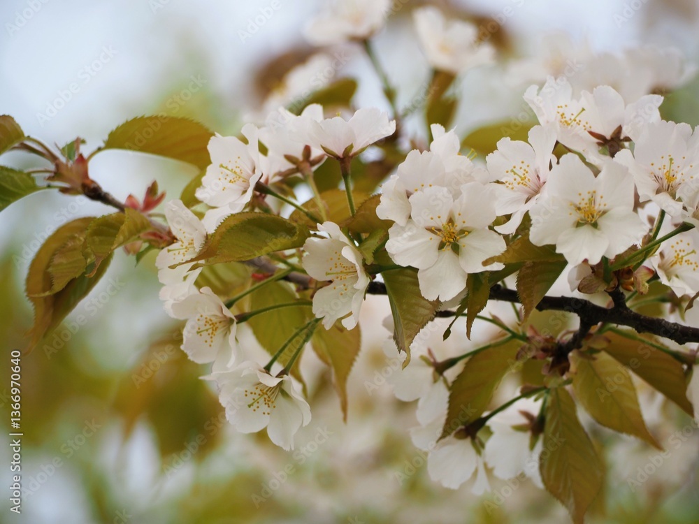春の花 桜 カスミザクラ