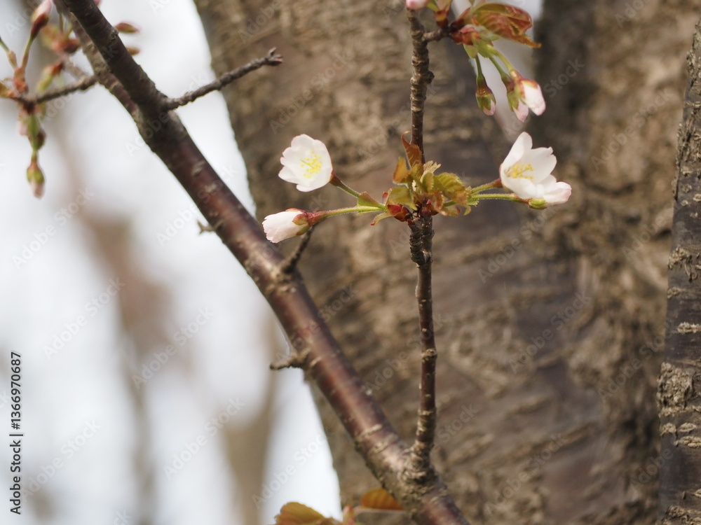 春の花 桜 カスミザクラ