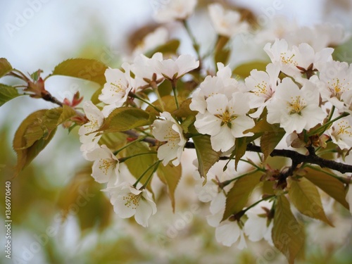 Obraz na płótnie 春の花 桜 カスミザクラ w salonie
