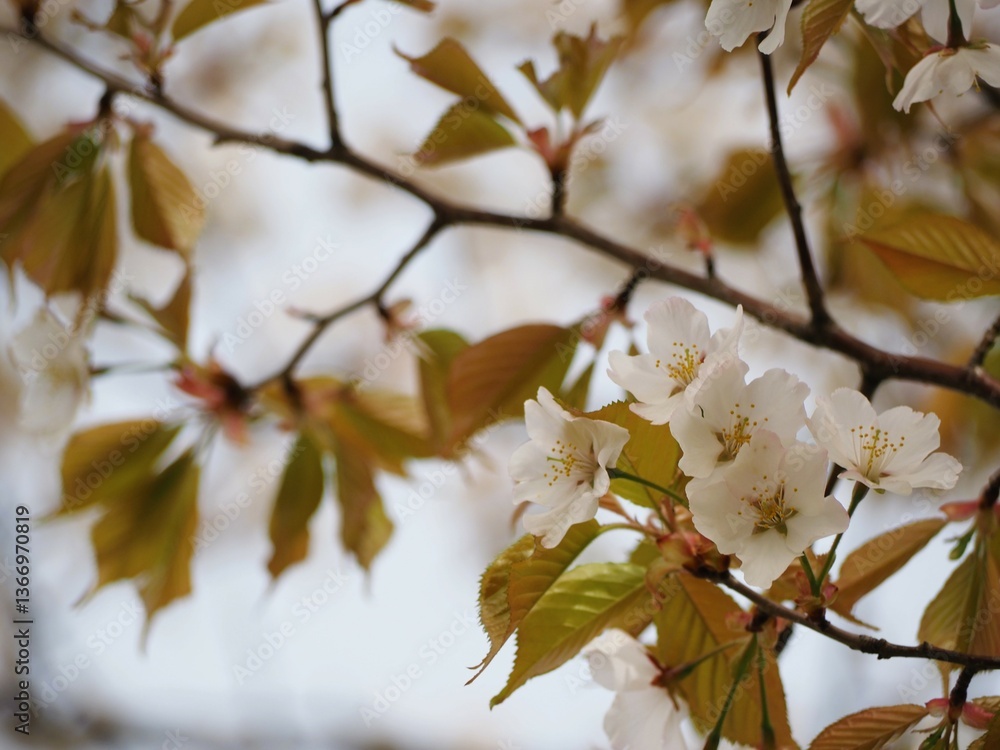 春の花　桜　カスミザクラ