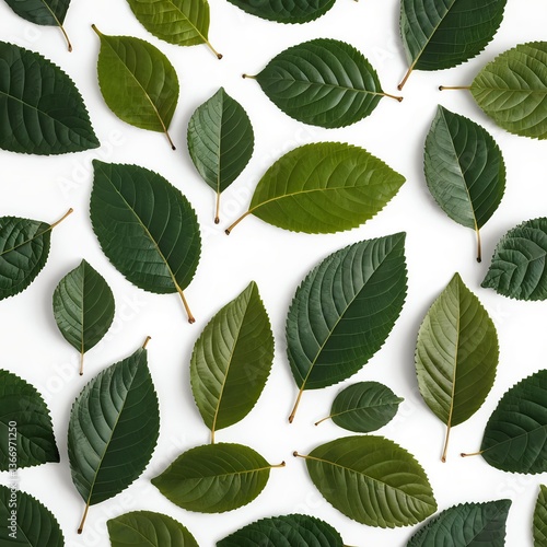 Green Leaves Pattern on White Background