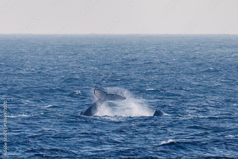 Fototapeta premium テイルスラップ(尻尾で海面を叩く)をしている。 陸から見えたザトウクジラ(ナガスクジラ科)の群れが泳ぐ様子。 英名学名:Humpback Whale, Megaptera novaeangliae 真新しい溶岩でできた荒々しい海岸線の底土港外。 東京都伊豆諸島八丈島-2025年