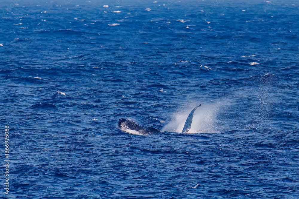 Fototapeta premium ペックスラップ（ヒレで海面を叩く）をしている。陸から見えたザトウクジラ（ナガスクジラ科）の群れが泳ぐ様子。 英名学名：Humpback Whale, Megaptera novaeangliae 真新しい溶岩でできた荒々しい海岸線の底土港外。 東京都伊豆諸島八丈島-2025年 