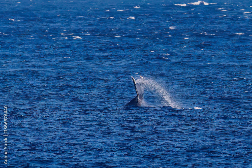 Fototapeta premium テイルスラップ（尻尾で海面を叩く）をしている。 陸から見えたザトウクジラ（ナガスクジラ科）の群れが泳ぐ様子。 英名学名：Humpback Whale, Megaptera novaeangliae 真新しい溶岩でできた荒々しい海岸線の底土港外。 東京都伊豆諸島八丈島-2025年 