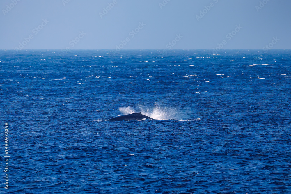 Fototapeta premium テイルスラップ（尻尾で海面を叩く）をしている。 ペダンクルアーチ（海面に背中を出す）をしている。 陸から見えたザトウクジラ（ナガスクジラ科）の群れが泳ぐ様子。 英名学名：Humpback Whale, Megaptera novaeangliae 真新しい溶岩でできた荒々しい海岸線の底土港外。 東京都伊豆諸島八丈島-2025年 