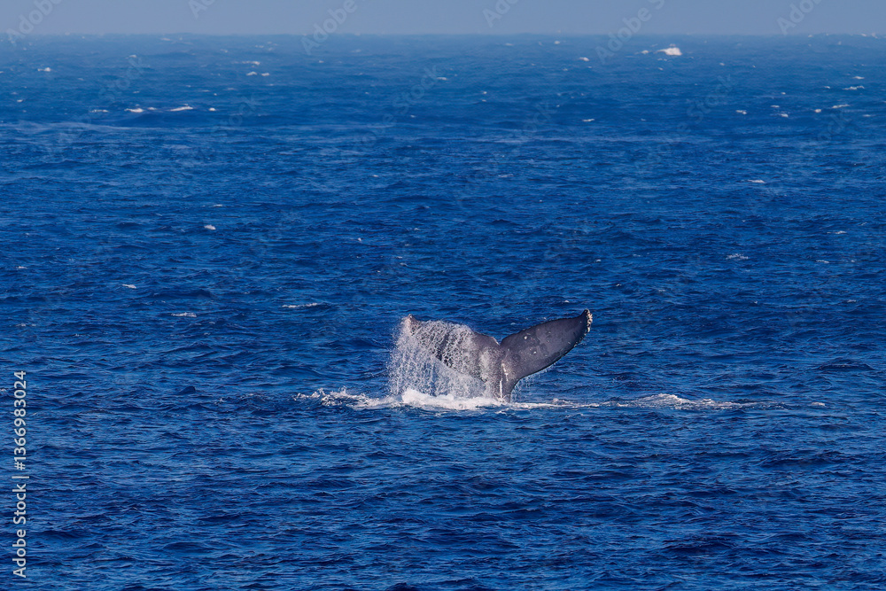 Fototapeta premium テイルスラップ（尻尾で海面を叩く）をしている。 陸から見えたザトウクジラ（ナガスクジラ科）の群れが泳ぐ様子。 英名学名：Humpback Whale, Megaptera novaeangliae 真新しい溶岩でできた荒々しい海岸線の底土港外。 東京都伊豆諸島八丈島-2025年 