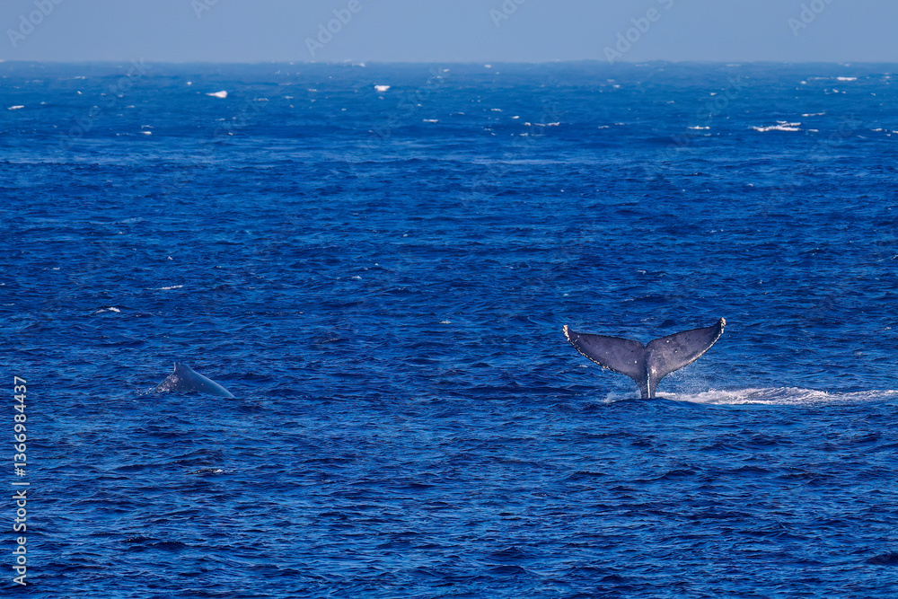 Fototapeta premium テイルスラップ（尻尾で海面を叩く）をしている。 陸から見えたザトウクジラ（ナガスクジラ科）の群れが泳ぐ様子。 英名学名：Humpback Whale, Megaptera novaeangliae 真新しい溶岩でできた荒々しい海岸線の底土港外。 東京都伊豆諸島八丈島-2025年 