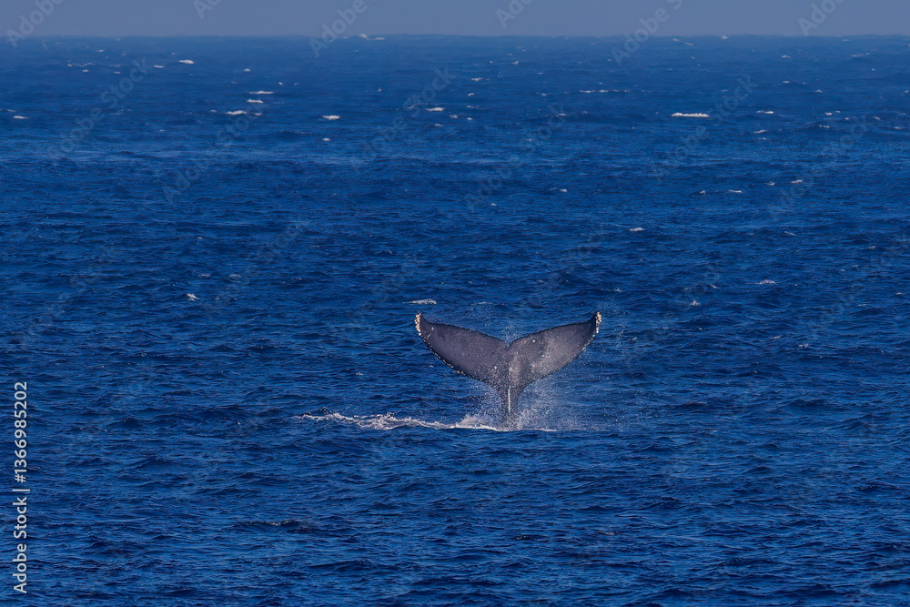 Fototapeta premium テイルスラップ（尻尾で海面を叩く）をしている。 陸から見えたザトウクジラ（ナガスクジラ科）の群れが泳ぐ様子。 英名学名：Humpback Whale, Megaptera novaeangliae 真新しい溶岩でできた荒々しい海岸線の底土港外。 東京都伊豆諸島八丈島-2025年 