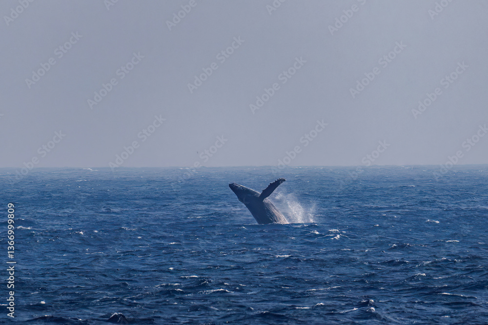 Fototapeta premium ブリーチング（ジャンプ）をしている。 陸から見えたザトウクジラ（ナガスクジラ科）の群れが泳ぐ様子。 英名学名：Humpback Whale, Megaptera novaeangliae 真新しい溶岩でできた荒々しい海岸線の底土港外。 東京都伊豆諸島八丈島-2025年 