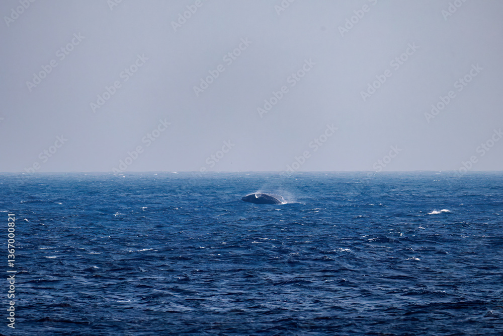 Fototapeta premium ブリーチング（ジャンプ）をしている。 陸から見えたザトウクジラ（ナガスクジラ科）の群れが泳ぐ様子。 英名学名：Humpback Whale, Megaptera novaeangliae 真新しい溶岩でできた荒々しい海岸線の底土港外。 東京都伊豆諸島八丈島-2025年 