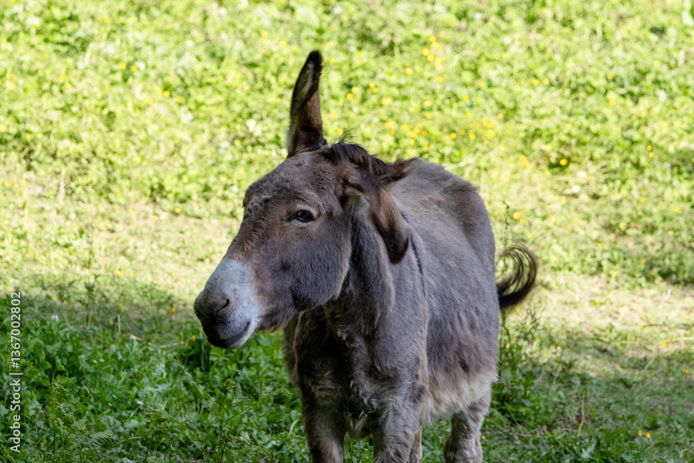 Fototapeta premium âne