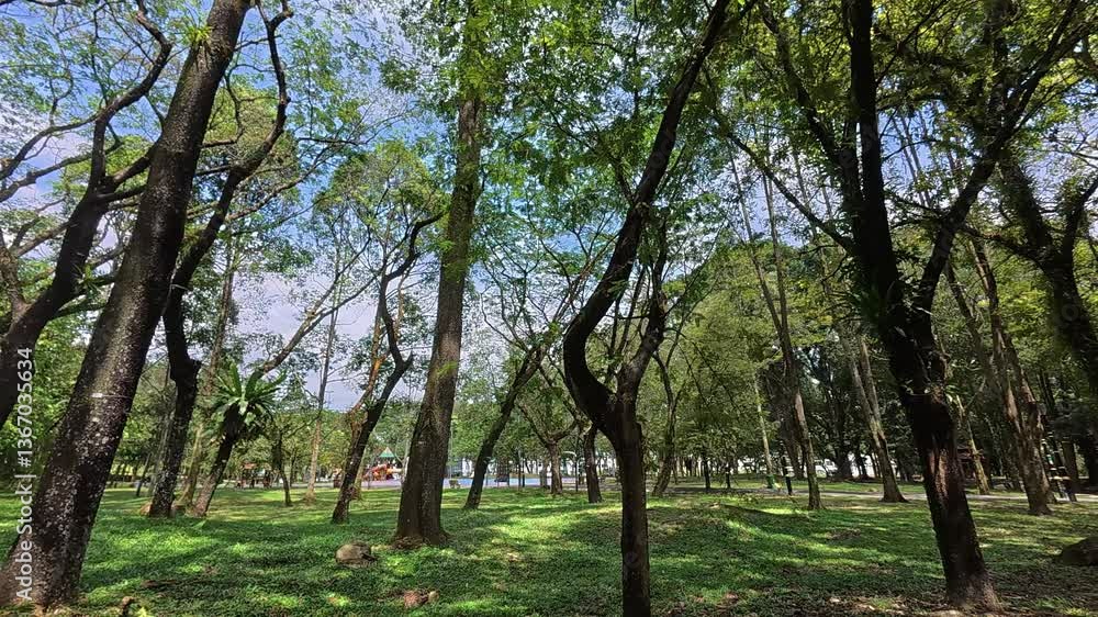 A lush tropical park with tall, shade-giving trees. Beneath, walkways and resting spots create a peaceful retreat in this vibrant tropical haven. A lush tropical park with tall, shade-giving trees. Beneath, walkways and resting spots create a peaceful retreat in this vibrant tropical haven.