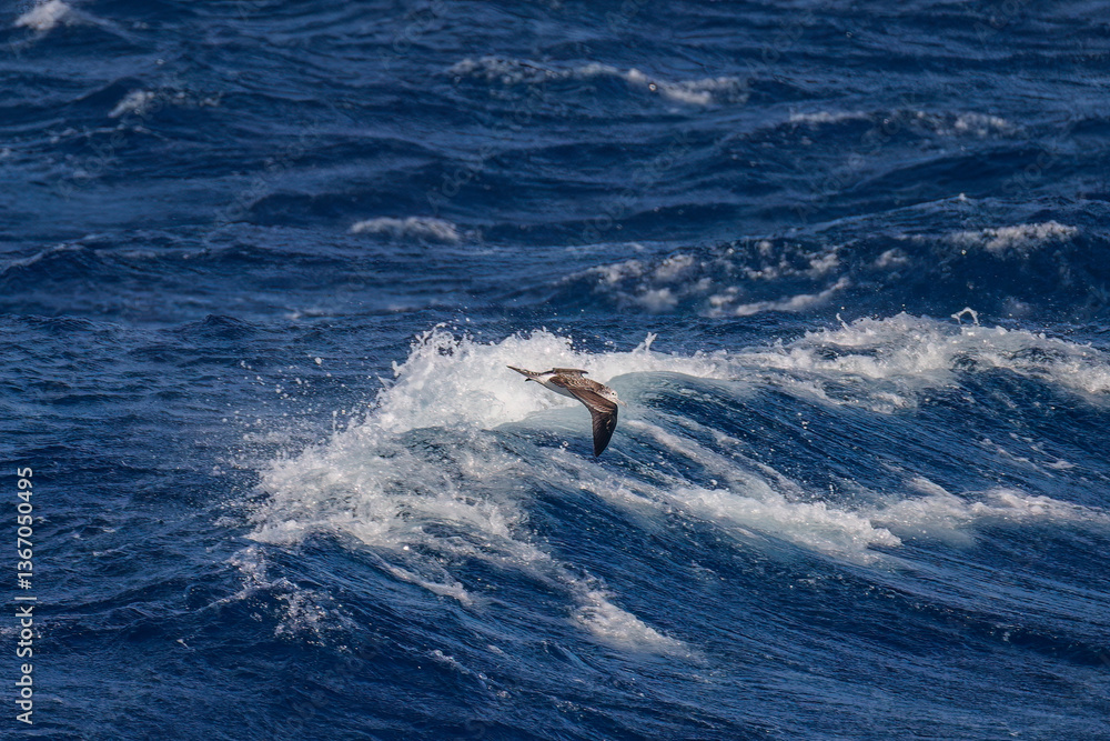 Fototapeta premium 飛翔する美しいオオミズナギドリ(ミズナギドリ科)の群れ。 英名学名:Streaked Shearwater, Calonectris leucomelas 絶海の孤島である、三宅島周辺は非常に海鳥の数が多い。 東海汽船東京湾~伊豆諸島八丈島、太平洋航路の橘丸船上-2025