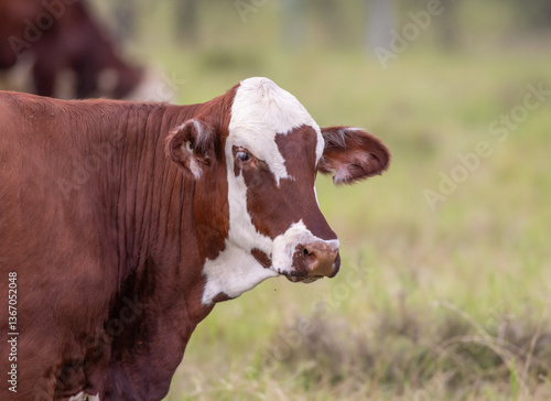 Tableau sur toile A brown and white grass fed Hereford beef cow with a cute patchy face stands in a blurred grass pasture field on a farm at Gatton in the countryside of Queensland, Australia