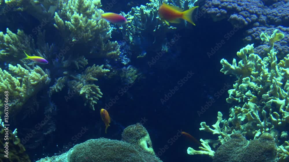 Beautiful underwater coral reef with a variety of exotic colorful tropical fish. Deep sea coral reef with swimming fish. Extraordinary underwater marine world. Lisbon Aquarium and oceanarium. Beautiful underwater coral reef with a variety of exotic colorful tropical fish. Deep sea coral reef with swimming fish. Extraordinary underwater marine world. Lisbon Aquarium and oceanarium.