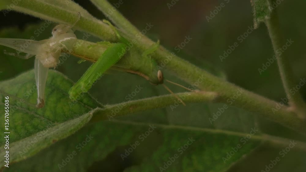 Insect in nature, Beautiful Cinematic green nature close-up background, micro animal wildlife macro close up shot, going about their lives among leaves, creating a vibrant world of small busy creature Insect in nature, Beautiful Cinematic green nature close-up background, micro animal wildlife macro close up shot, going about their lives among leaves, creating a vibrant world of small busy creature