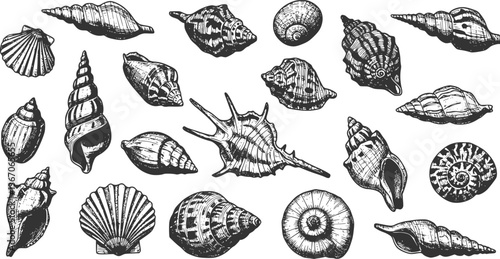 Hand drawn vector illustrations - seamless pattern of seashells. Marine background. Perfect for invitations, greeting cards, posters, prints, banners, flyers