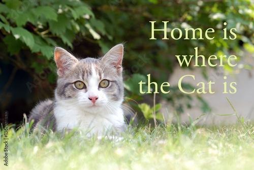 Home is where the cat is - quote