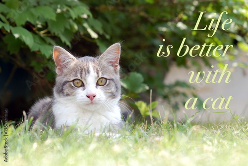 Life is better with a cat - quote