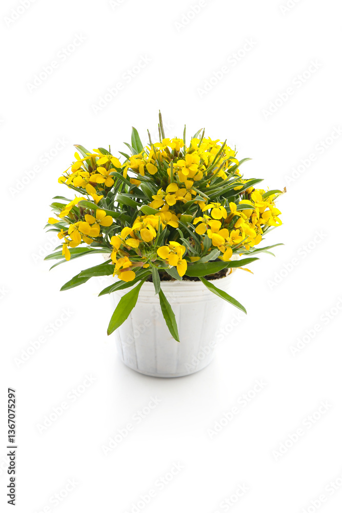 Naklejka premium blooming erysimum in a pot isolated on a white background