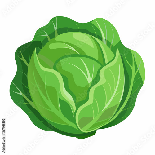 cabbage 