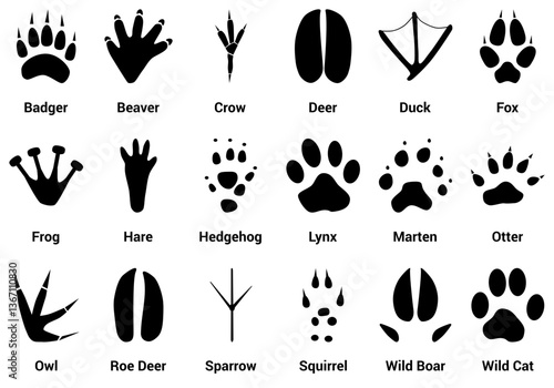 European Wild Animal Tracks with name