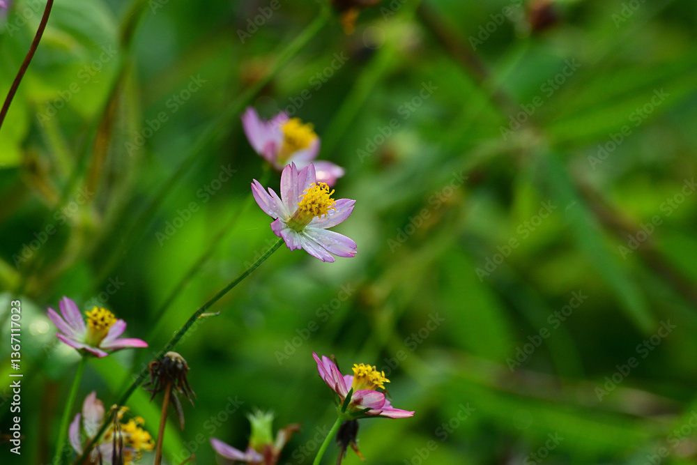 Obraz premium Wild Cosmos caudatus buds and flowers. Cosmos caudatus or king's salad is an annual plant in the genus Cosmos, bearing purple, pink, or white ray florets. Selective focus, blur, bokeh.