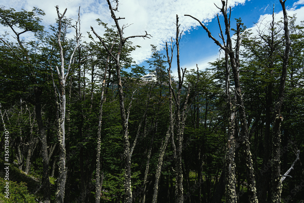 Trees in Perito Moreno walkways Trees in Perito Moreno walkways