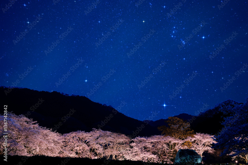 夜空に輝く満開の桜 石舞台桜ライトアップ