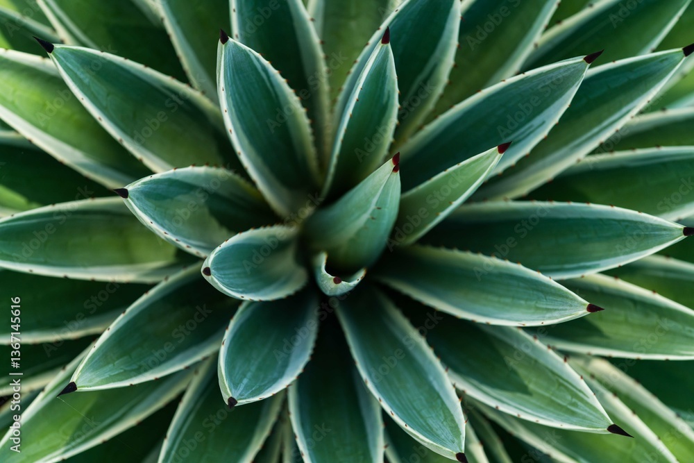 close up of a cactus close up of a cactus