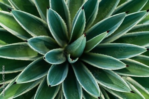 close up of a cactus