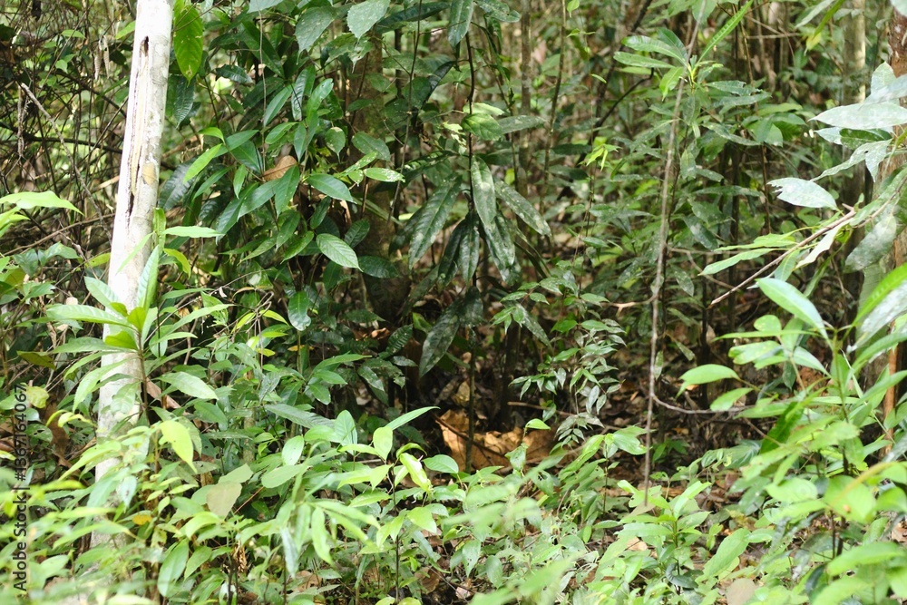 Deep of Meratus Mountain, Borneo Rainforest, Indonesia Deep of Meratus Mountain, Borneo Rainforest, Indonesia