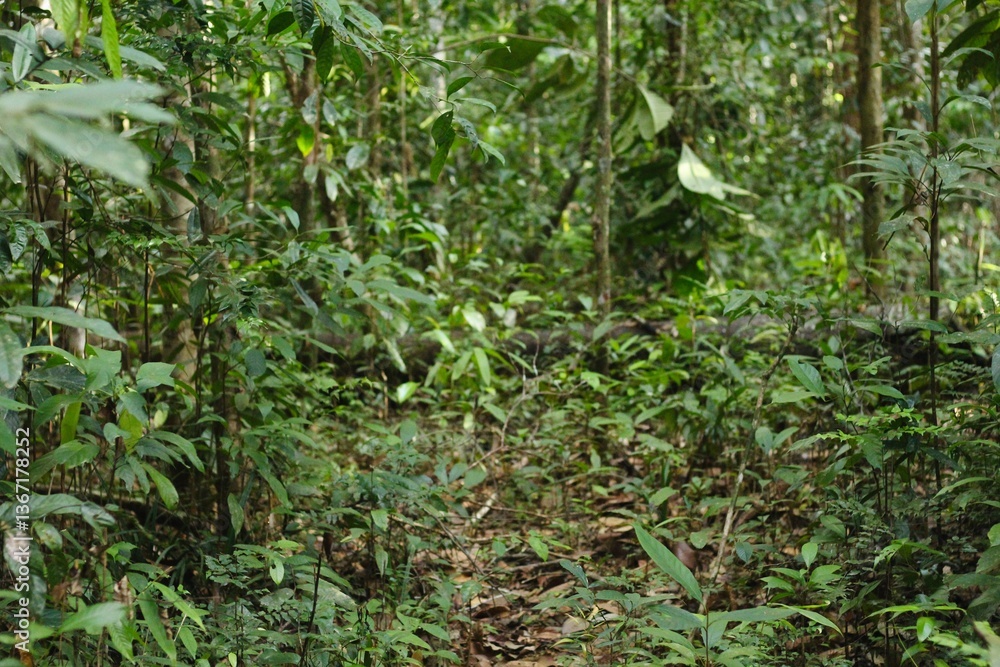 Deep of Meratus Mountain, Borneo Rainforest, Indonesia Deep of Meratus Mountain, Borneo Rainforest, Indonesia