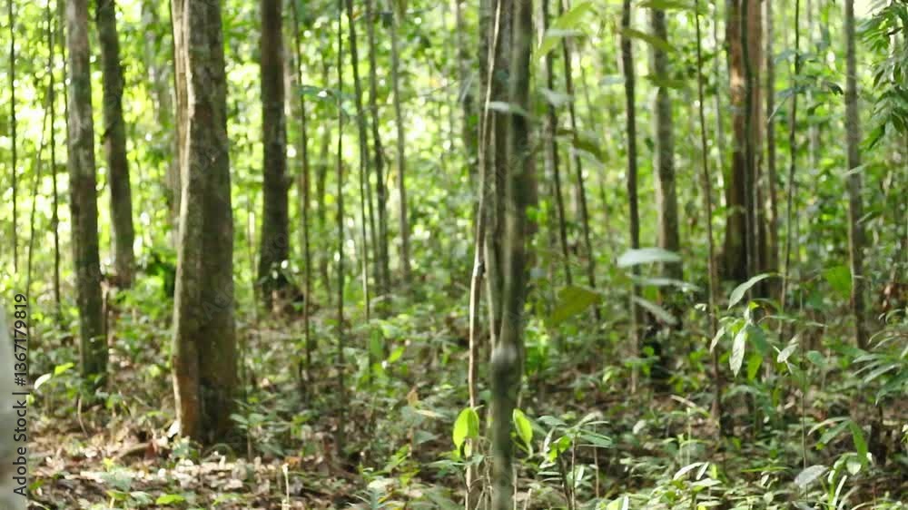 Deep of Meratus Mountain, Borneo Rainforest, Indonesia Deep of Meratus Mountain, Borneo Rainforest, Indonesia