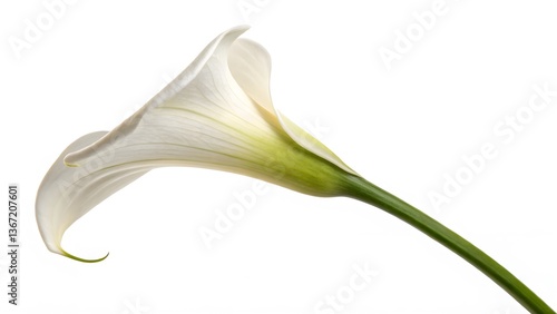 Fresh Tulip Bouquet Wrapped in Kraft Paper, Isolated on a White Background, symbolizing purity and sophistication, High-Resolution Romantic Gift Stock Photo 