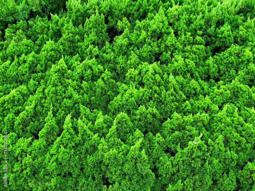秋のコニファーの緑の生垣風景 秋のコニファーの緑の生垣風景