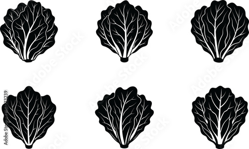 Romaine Lettuce silhouette vector