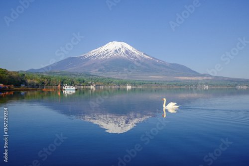 富士山と山中湖と白鳥