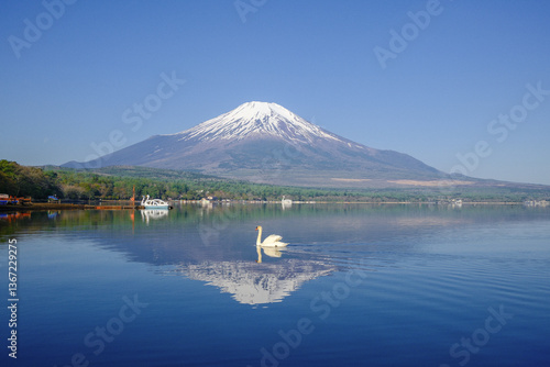 富士山と山中湖と白鳥
