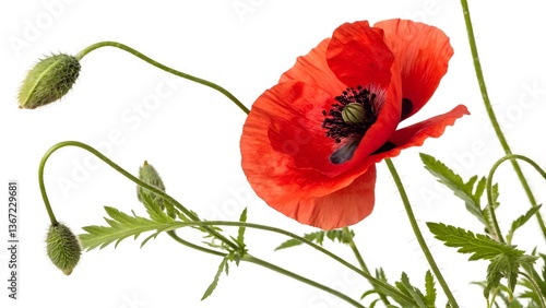Field Poppy with Bright Red Petals and a Black Center, Isolated on a White Background, symbolizing remembrance and resilience, High-Quality Nature-Inspired Stock Image