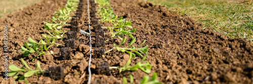 Young matthiola flower seedlings in soil blocks laid out on a flower bed ready for spring planting. photo