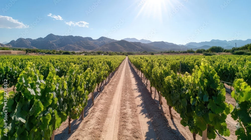 Panoramic view of a vineyard with rows of green grapevines under a bright sunny sky. The landscape features a dirt path, distant mountains, and radiant sunlight Panoramic view of a vineyard with rows of green grapevines under a bright sunny sky. The landscape features a dirt path, distant mountains, and radiant sunlight
